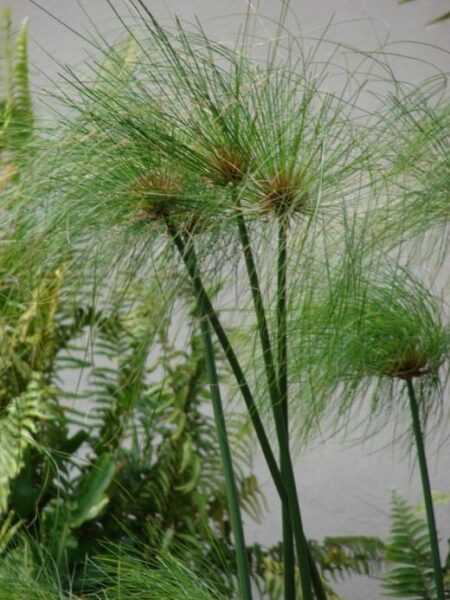 Tropical Sedge Brother - Soins