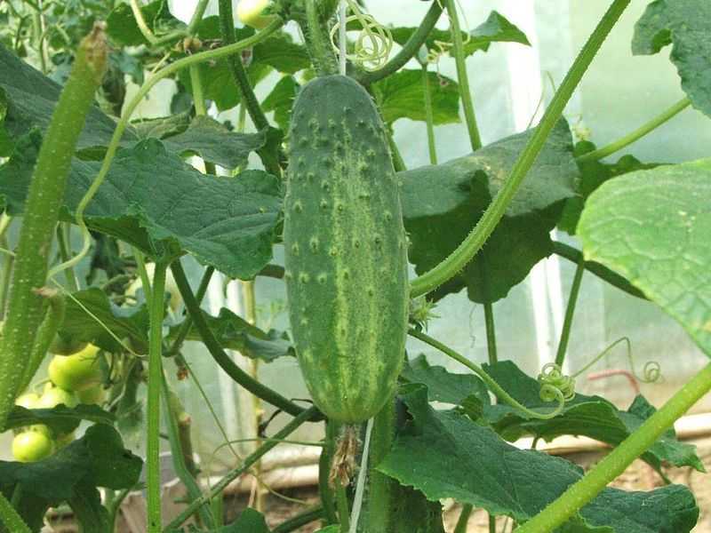 Yadda ake girma cucumbers hydroponic a gida. –