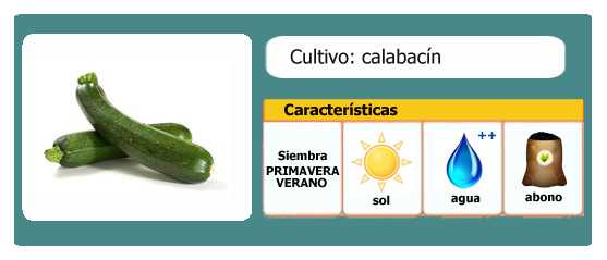 Siffofin germination na zucchini –
