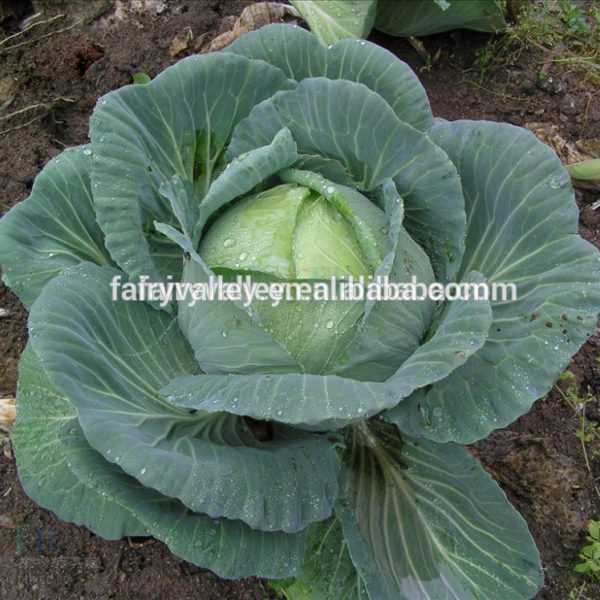 Fasalolin Cabbage Prestige F1 –