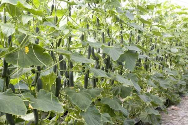Features na samuwar cucumbers a cikin greenhouse –