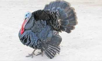 Halayen kitso turkeys don nama –
