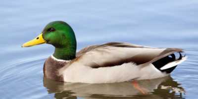 Mallard duck halaye –