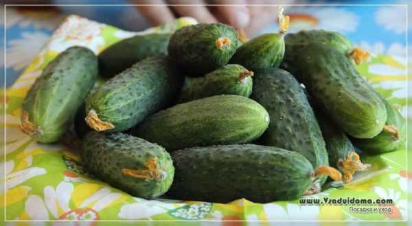 Dalilan bushewar cucumbers –