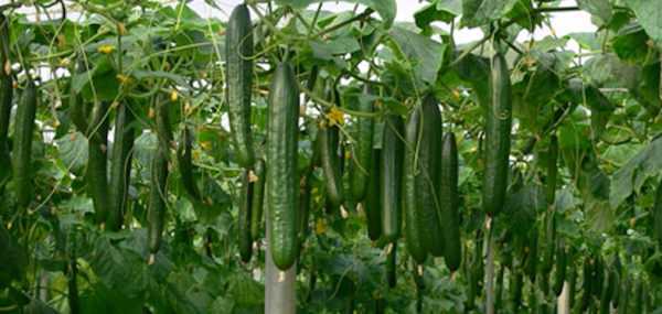 Shuka cucumbers na kasar Sin don greenhouse –