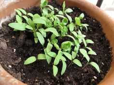 Eggplant seedling namo –