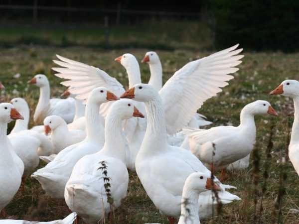 Bayanin nau’in geese na Danish Legard –