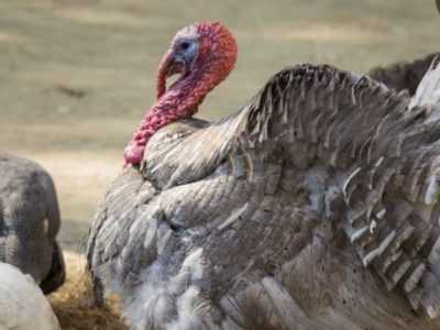 Bayanin nau’in nau’in turkey na Blue Aspid –