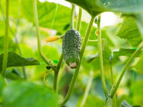 Bayanin nau’ikan cucumbers akan harafin G –