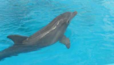 Bayanin dolphin dankalin turawa –
