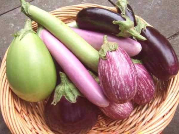 Shin zai yiwu uwar reno eggplant –