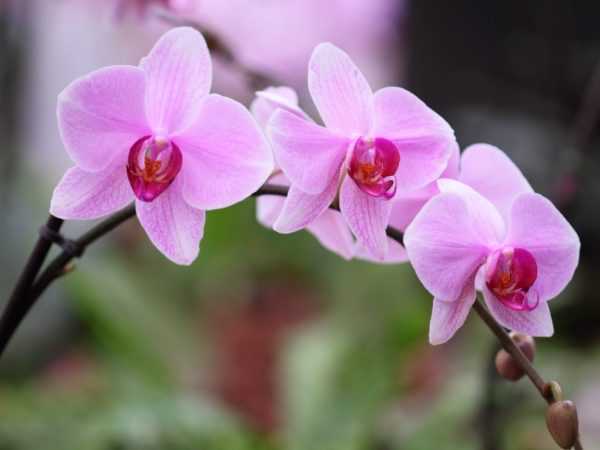 Tashi buds na barci na orchids. –
