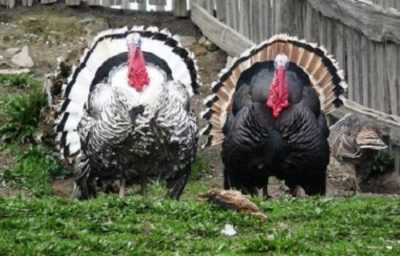 Yadda ake kiwon turkeys a gida –