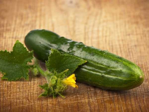 Iri-iri na cucumbers don greenhouse a cikin unguwannin bayan gari –