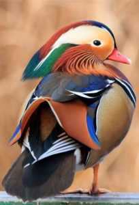 Mandarin Duck –