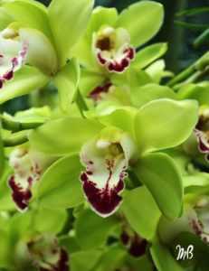 Phalaenopsis Lewis Sakura girma –