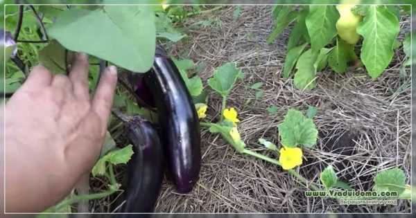 Me yasa eggplants ke bushewa da bushewa –