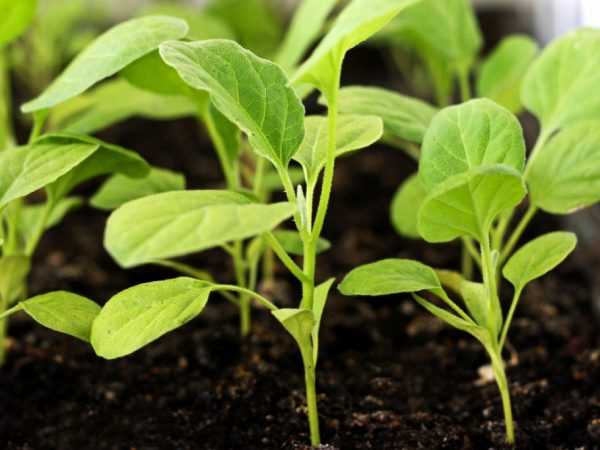 Rashin girma girma na eggplant seedlings –