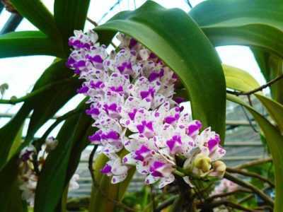 Dokokin girma Wanda orchids –