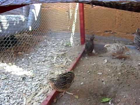 Dokokin kiyaye quail a cikin Apartment –