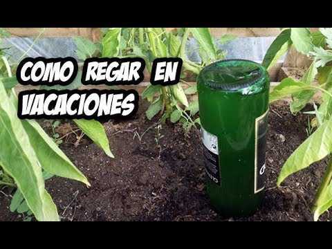 Dokokin watering tumatir seedlings –