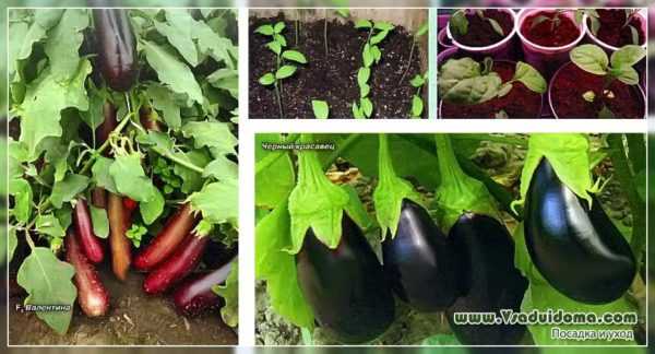 Eggplant iri-iri na Urals –