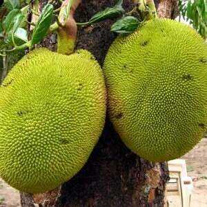Jackfruit, Calories, fa’idodi da cutarwa, Kaddarorin masu amfani –