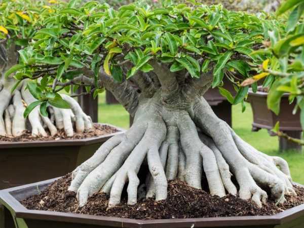 Hogyan készítsünk bonsait ficusból –