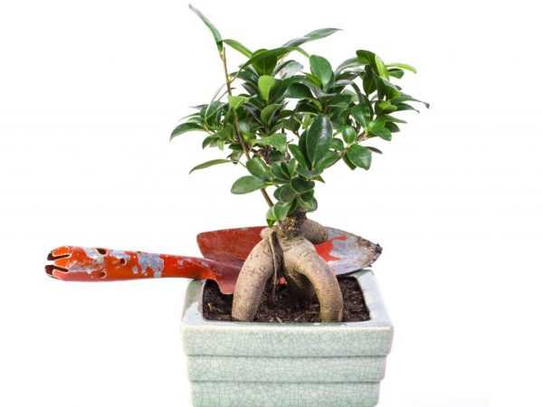 Hogyan készítsünk bonsai-t Benjamin ficusból –