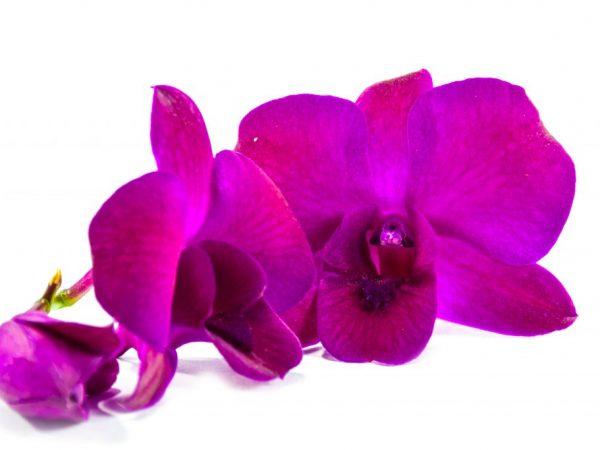 Dendrobium Phalaenopsis növekszik –