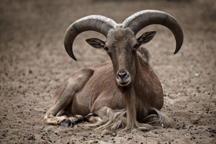 Argali – veszélyeztetett hegyi bárány –