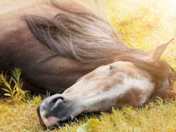 Hogyan alszanak a lovak?