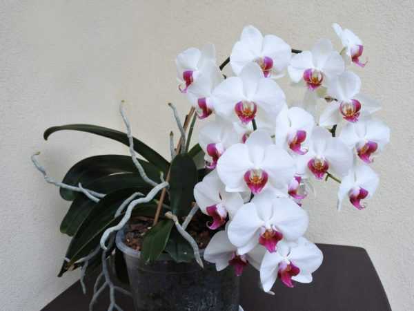 Phalaenopsis Cascade orchidea fajta –