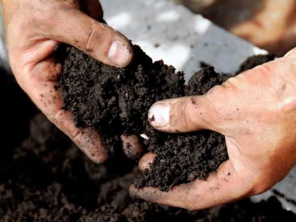 A talaj savassága az uborka számára –