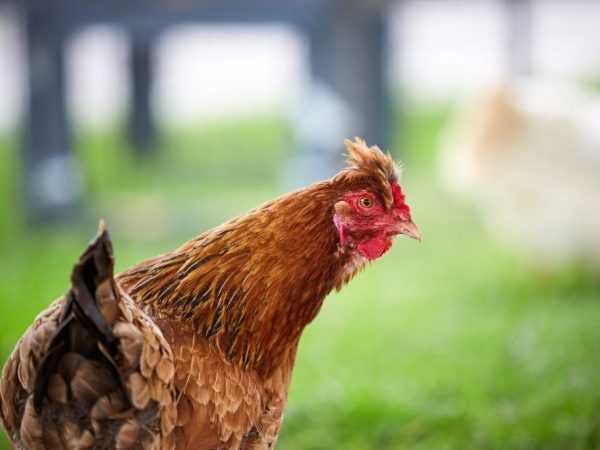 Az évfordulós Kuchinsky csirkefajta termesztésének és tenyésztésének jellemzői –