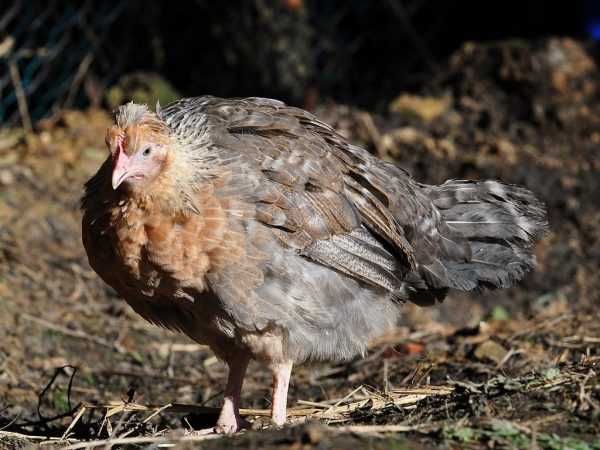 A lábú csirke fajtájának jellemzői –