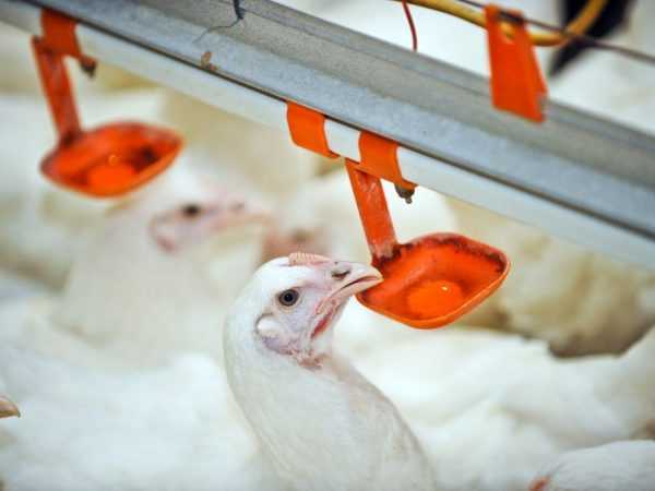 DIY mellbimbóitatók csirkéknek –