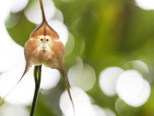 A Drakula orchidea (majompofa) jellemzői –