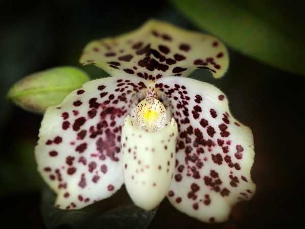 Multiflora orchidea fajta –