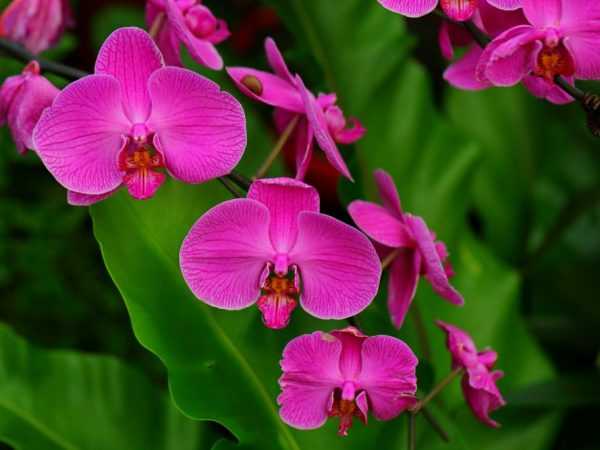 Császárgyöngy orchidea –