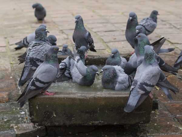 A galambok ornitózisának helyes kezelése –