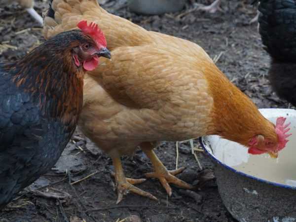 Különféle házi készítésű csirke ivók –