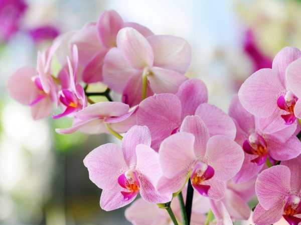 A rózsaszín orchidea leírása –