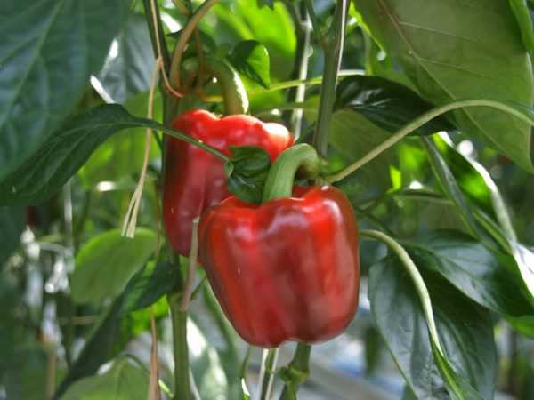 A Sankina Love Pepper jellemzői –