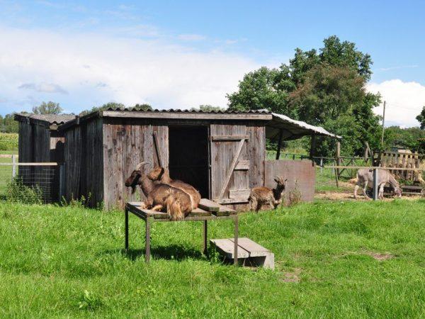 A tanyasi kecskék számára istálló építésének követelményei –