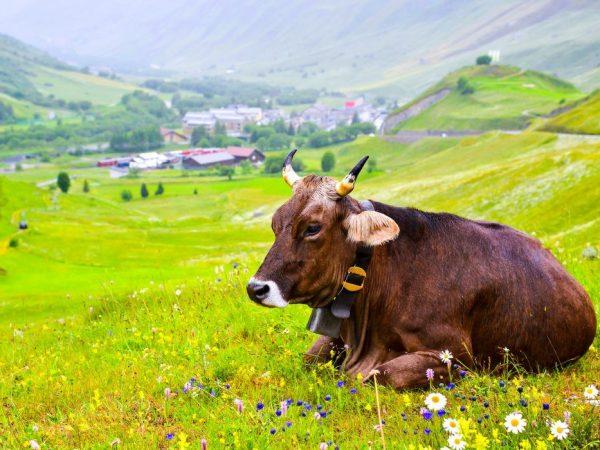 Mi határozza meg a házi tehén élettartamát? –