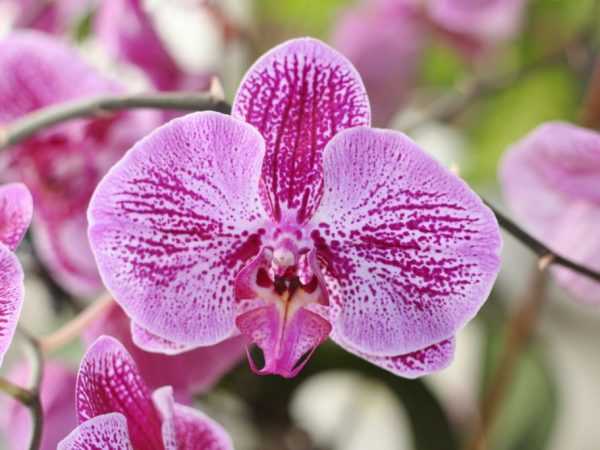Sogo orchidea –