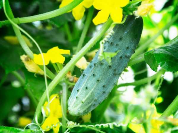 Az uborka termesztésének jellemzői polikarbonát üvegházban –