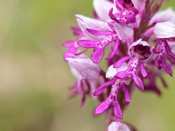 Orchis gyógyászati ​​tulajdonságai és felhasználása. –