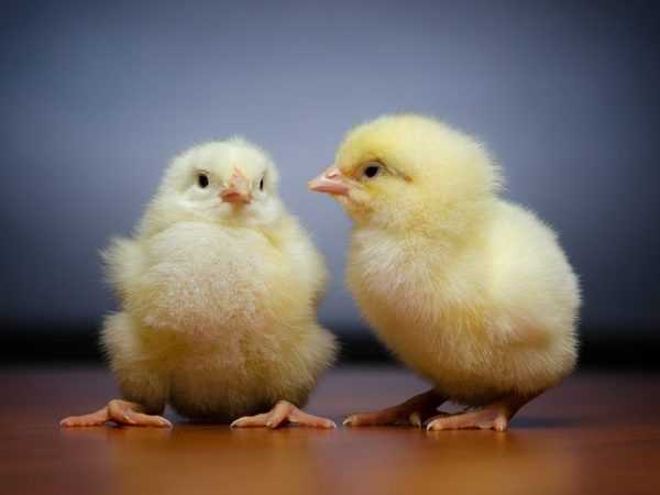Mi a teendő, ha a csirkének golyvája van? –